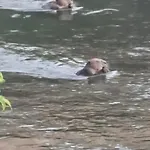 Altes Saale Faehrhaus Daire