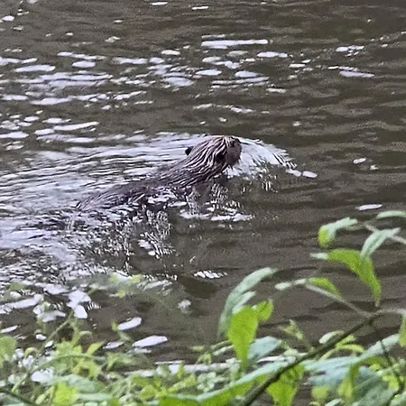 Altes Saale Faehrhaus