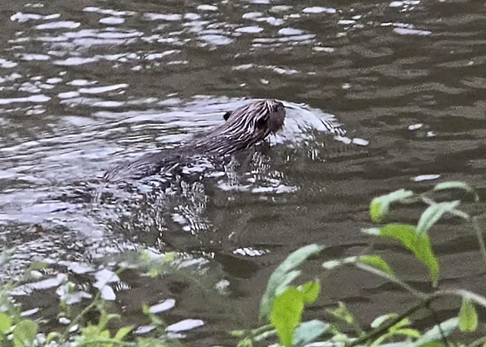 Altes Saale Faehrhaus